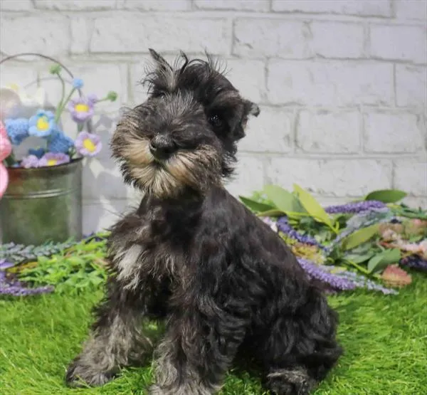 Female Mini Schnauzer puppy named Zatanna for sale at Waggles Charlotte.
