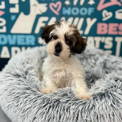 Female Havanese puppy named Cookie for sale at Waggles Charlotte.