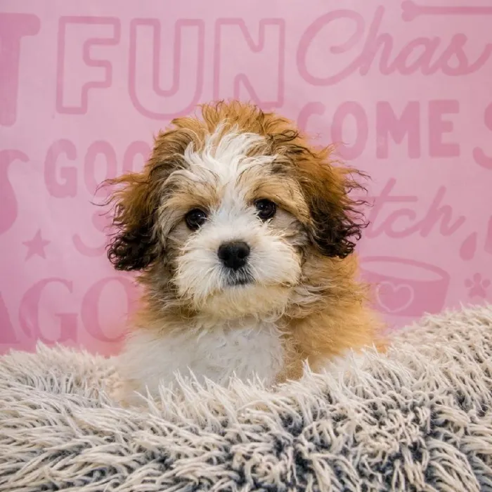 Male Teddy Bear puppy named Cobbler for sale at Waggles Greensboro.