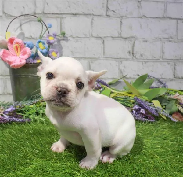 Female French Bulldog puppy named Rosie for sale at Waggles Charlotte.
