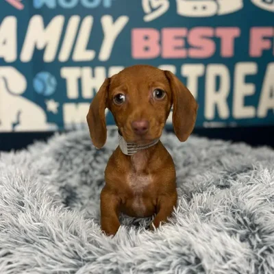 Female Dachshund Puppy for Sale in Charlotte, NC