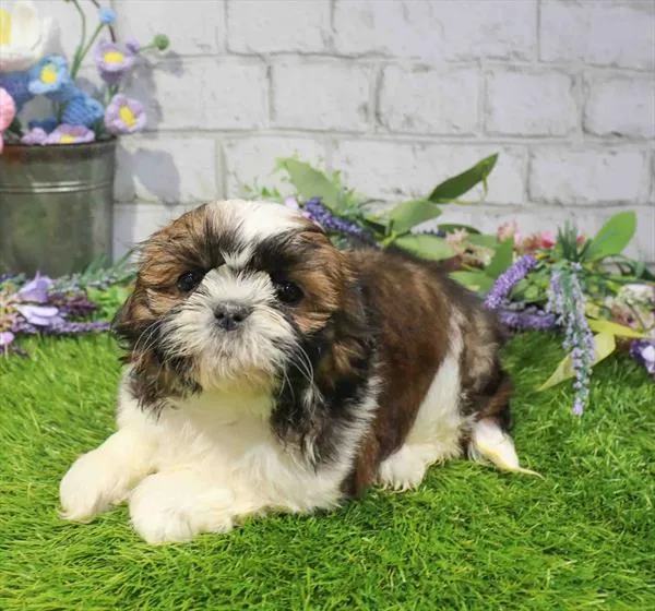 Female Shih Tzu puppy named Zelda for sale at Waggles Greensboro.