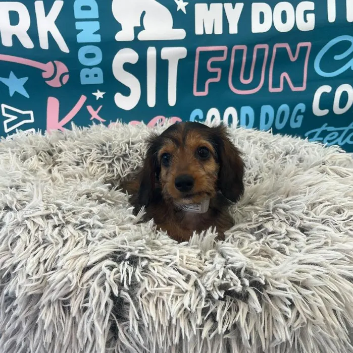 Female Dachshund Puppy for Sale in Charlotte, NC