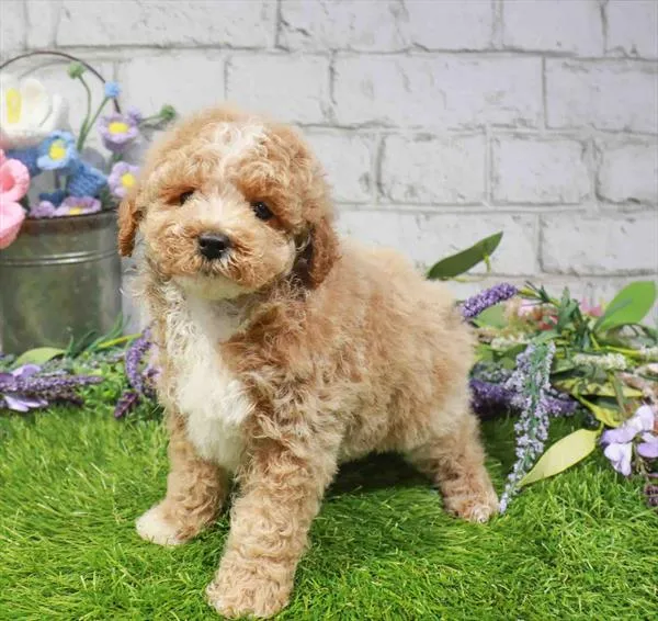 Female Mini Poodle puppy named Anna for sale at Waggles Charlotte.