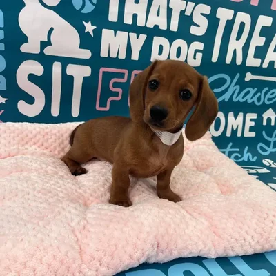 Female Dachshund Puppy for Sale in Charlotte, NC