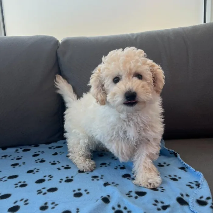 Male Bichapoo Puppy for Sale in Charlotte, NC