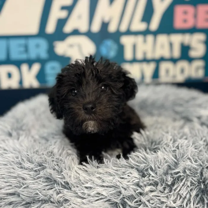 Male Yochon Puppy for Sale in Charlotte, NC