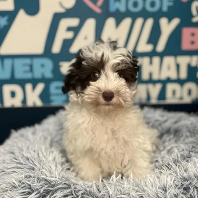Male Schnoodle Puppy for Sale in Charlotte, NC