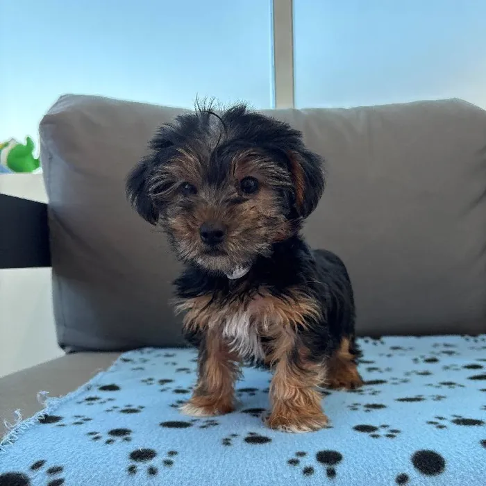 Male Yorkie Puppy for Sale in Charlotte, NC