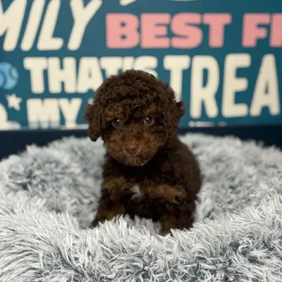 Female Poodle Puppy for Sale in Charlotte, NC