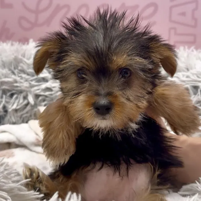 Female Yorkie Puppy for Sale in Greensboro, NC