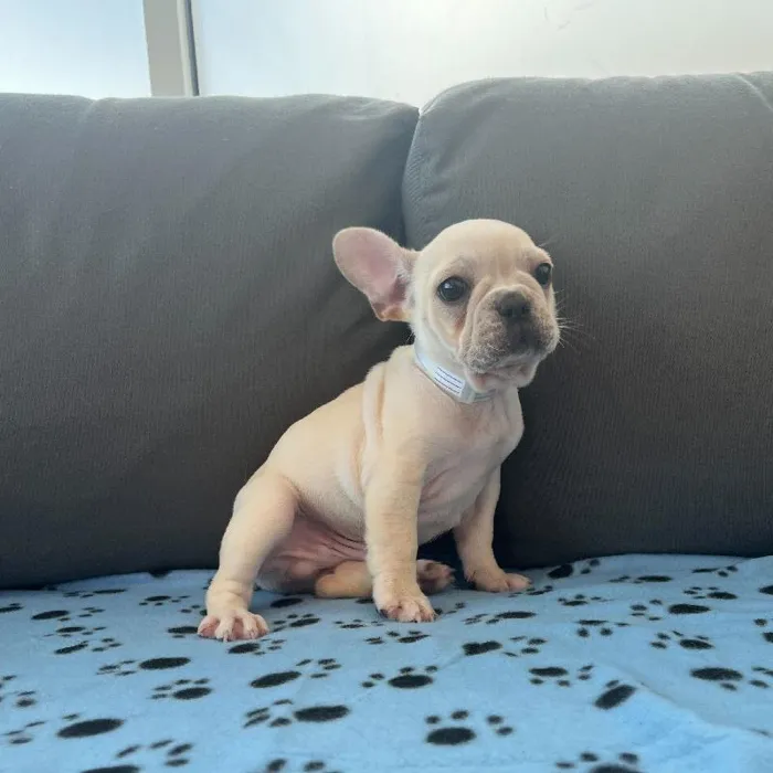 Male French Bulldog Puppy for Sale in Charlotte, NC