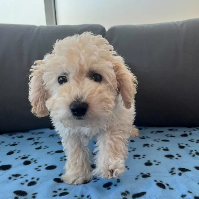 Male Bichapoo Puppy for Sale in Charlotte, NC