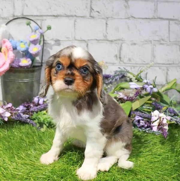 Male Cavalier King Charles Spaniel puppy named Zazu for sale at Waggles Greensboro.