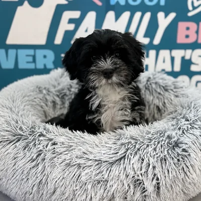 Male Mini Bernedoodle 2nd Gen Puppy for Sale in Charlotte, NC