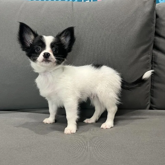 Male Chihuahua Puppy for Sale in Charlotte, NC