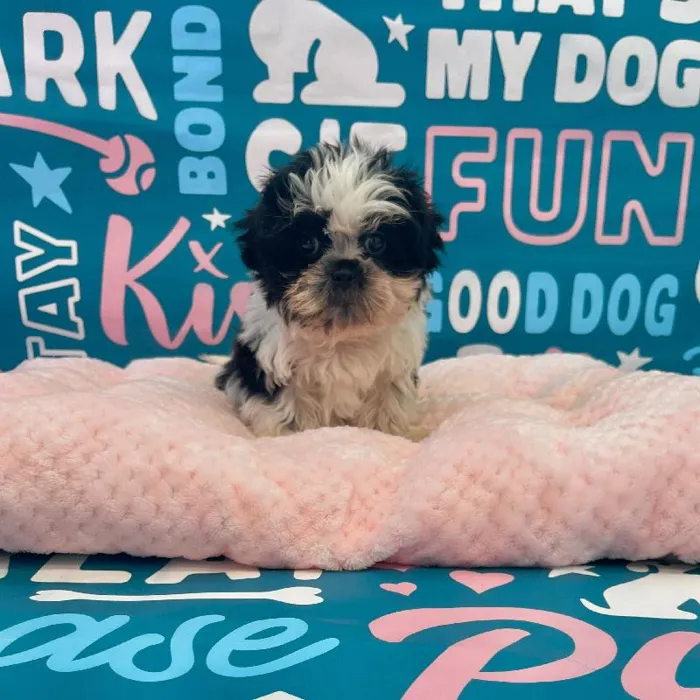 Female Shih Tzu Puppy for Sale in Charlotte, NC