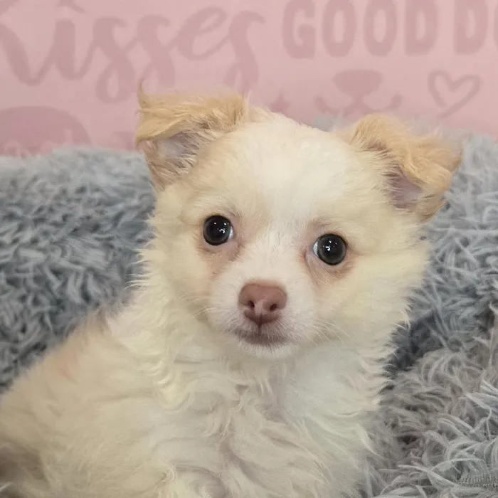 Male Chihuahua puppy named Sid for sale at Waggles Raleigh.