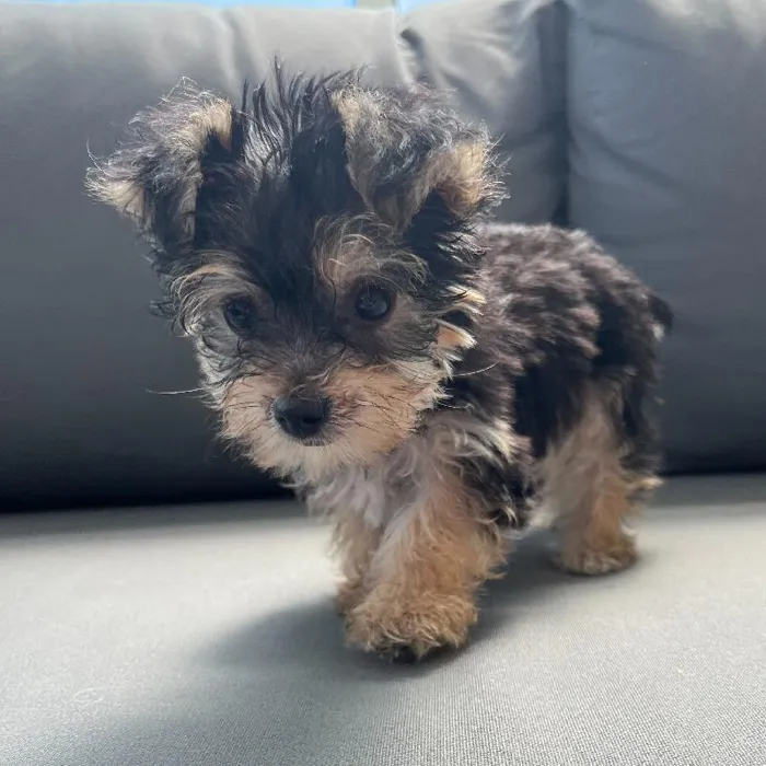 Female Yochon Puppy for Sale in Charlotte, NC