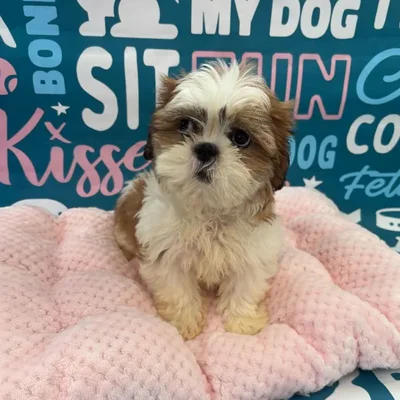 Female Shih Tzu Puppy for Sale in Charlotte, NC