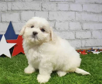 Female Shipoo puppy named Poppy for sale at Waggles Charlotte.