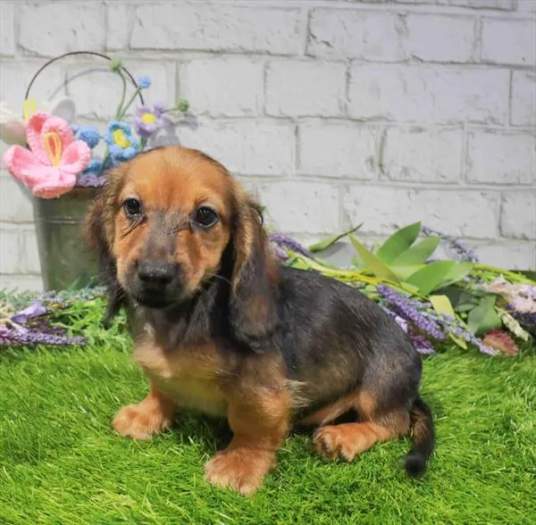 Male Dachshund puppy named Tucker for sale at Waggles Charlotte.