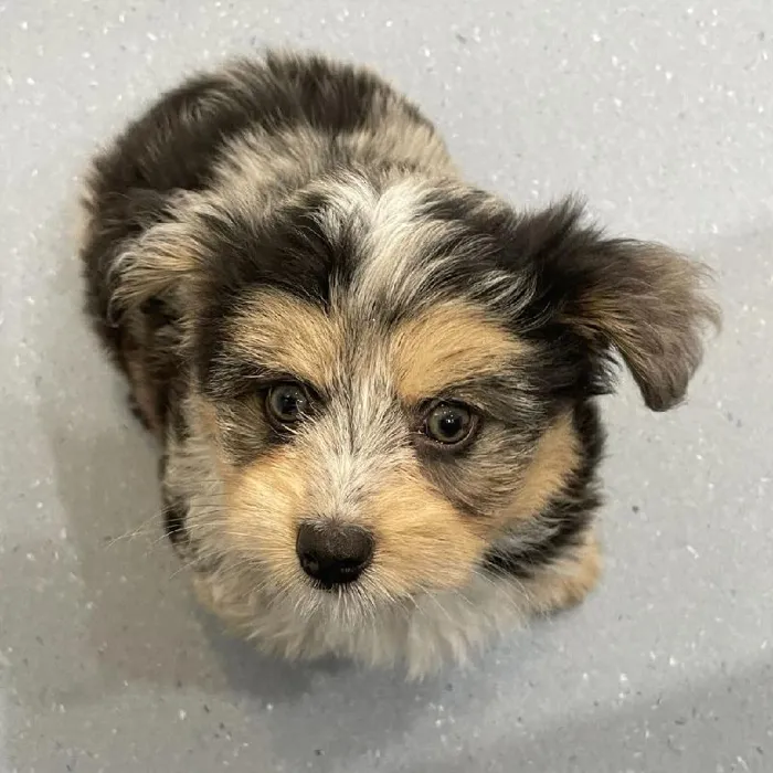 Female Mini Aussiedoodle Puppy for Sale in Charlotte, NC
