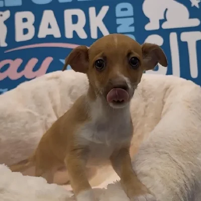 Male Chihuahua Puppy for Sale in Greensboro, NC
