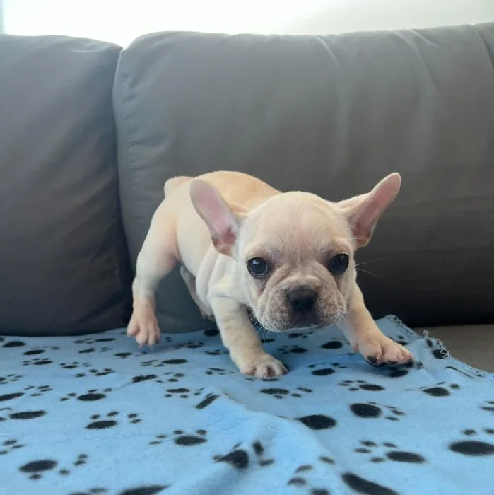 Male French Bulldog Puppy for Sale in Charlotte, NC