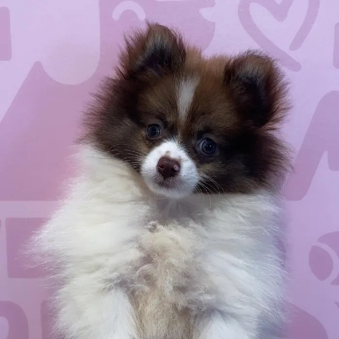 Male Pomeranian Puppy for Sale in Greensboro, NC