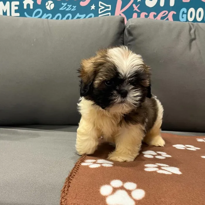 Male Teddy Bear Puppy for Sale in Charlotte, NC