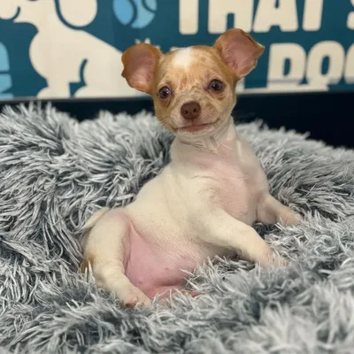 Female Chihuahua Puppy for Sale in Charlotte, NC