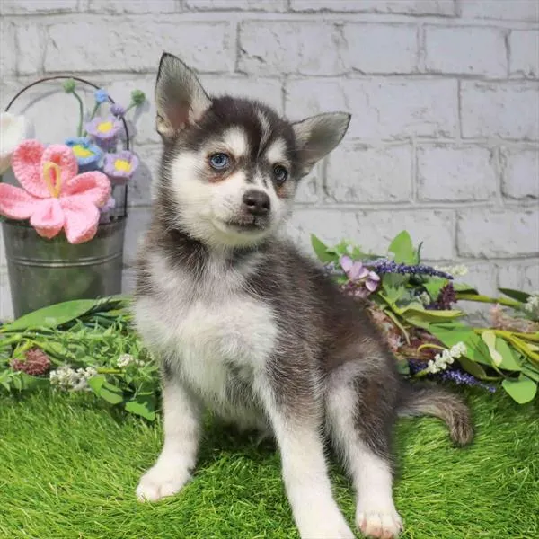 Male Alaskan Klee Kai puppy named Coconut for sale at Waggles Charlotte.