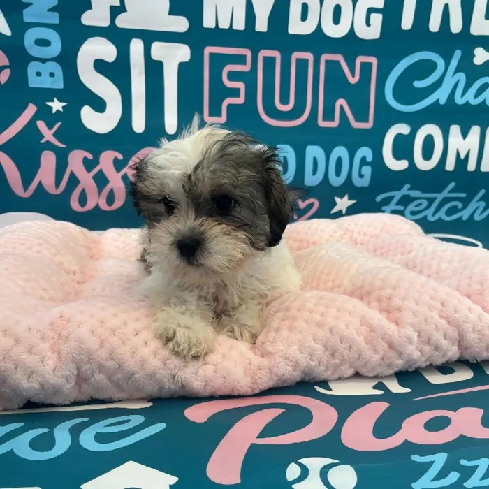 Female Shipoo Puppy for Sale in Charlotte, NC