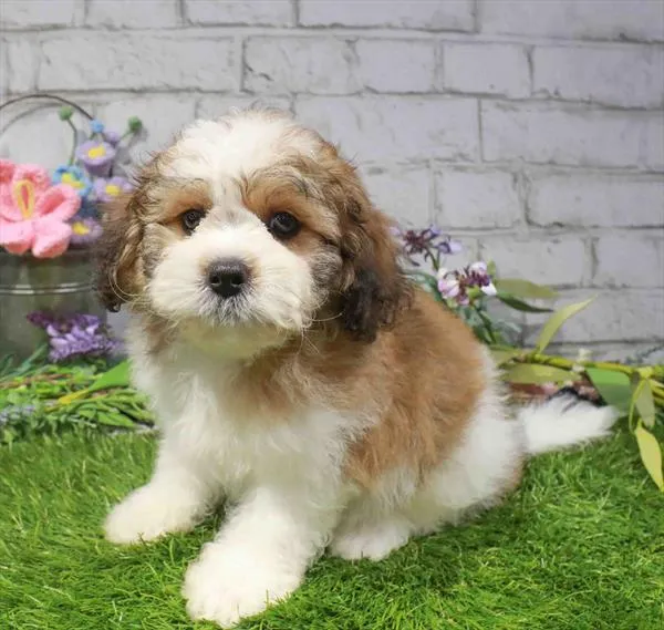 Male Teddy Bear puppy named Cobbler for sale at Waggles Greensboro.