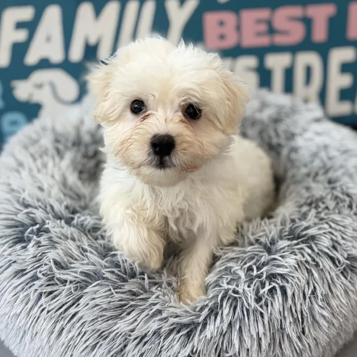 Male Maltese puppy named Parker for sale at Waggles Charlotte.