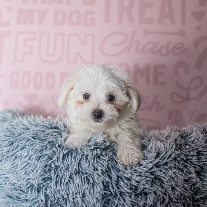 Male Maltese puppy named Steve for sale at Waggles Greensboro.