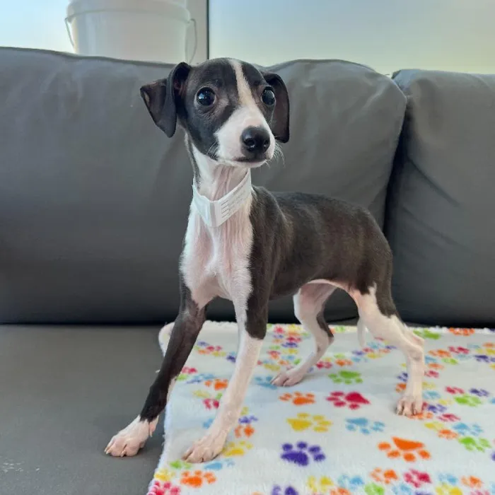 Female Italian Greyhound Puppy for Sale in Charlotte, NC