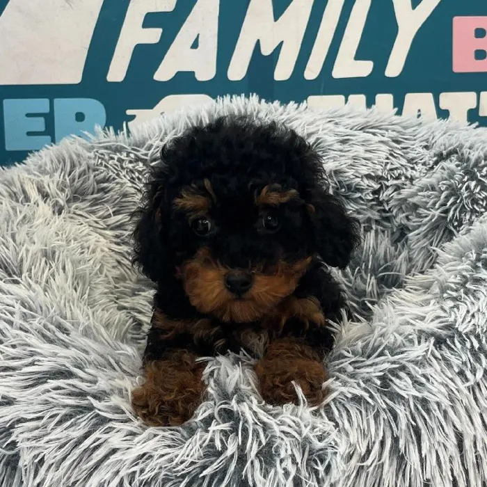 Female Mini Poodle puppy named Kiwi for sale at Waggles Charlotte.