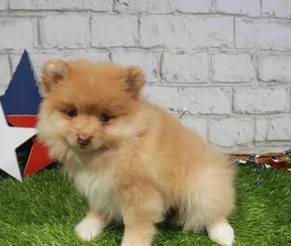 Female Pomeranian puppy named Malibu for sale at Waggles Greensboro.