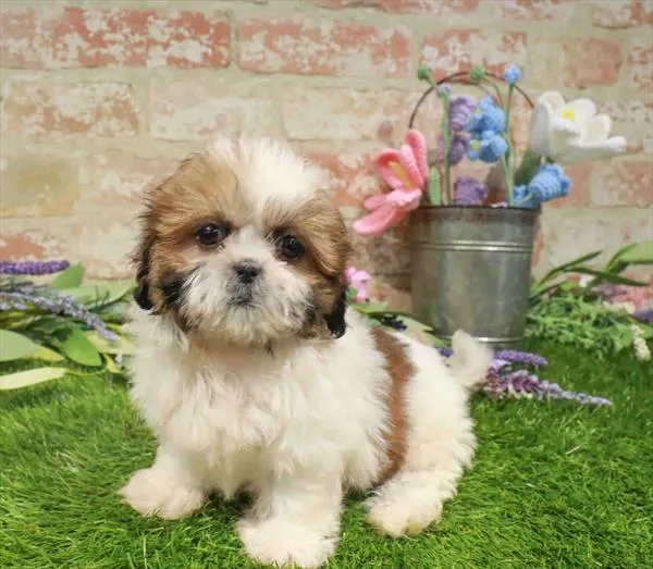 Female Shih Tzu puppy named Willow for sale at Waggles Charlotte.