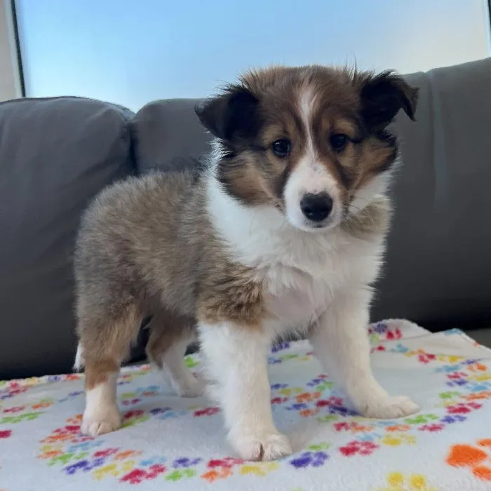 Female Sheltie Puppy for Sale in Charlotte, NC