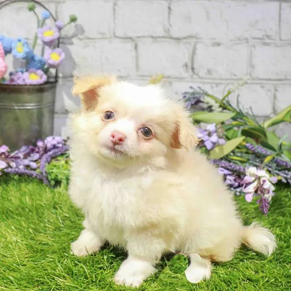 Male Chihuahua puppy named Sid for sale at Waggles Raleigh.