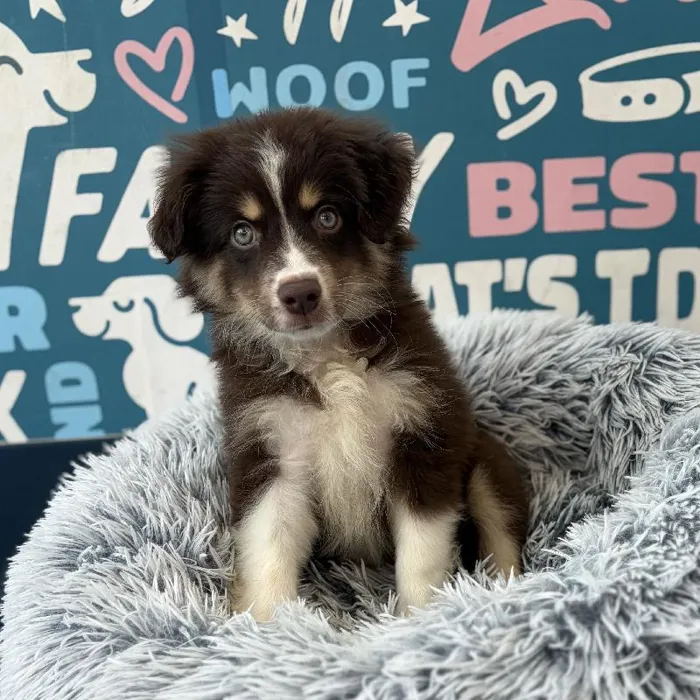 Female Mini Aussie puppy named Nebula for sale at Waggles Charlotte.