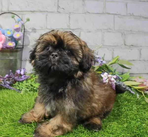 Female Shih Tzu puppy named Rory for sale at Waggles Raleigh.