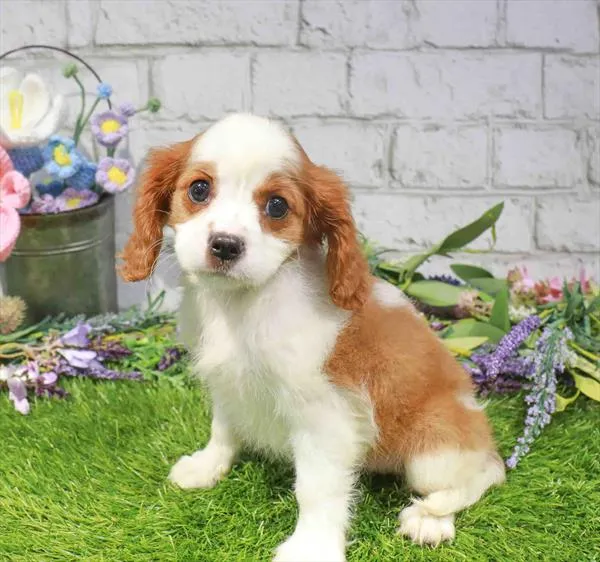 Female Cavalier King Charles Spaniel puppy named Alexis for sale at Waggles Raleigh.