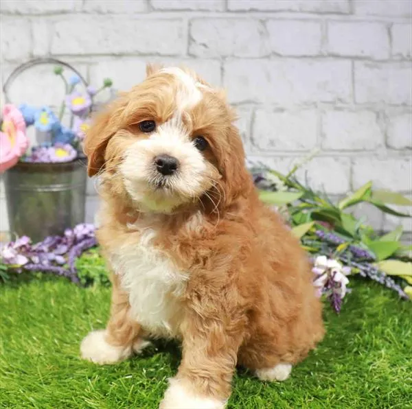 Male Cockapoo puppy named Dewey for sale at Waggles Charlotte.