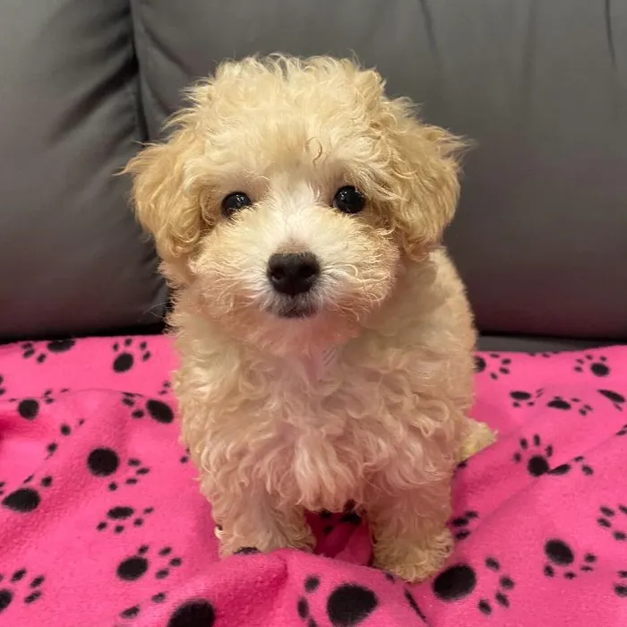 Female Maltipoo Puppy for Sale in Charlotte, NC
