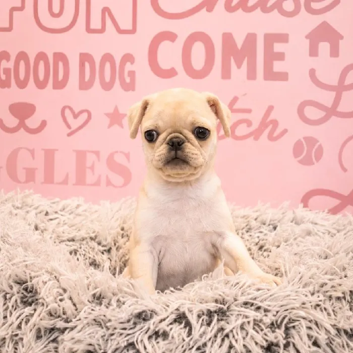 Female Pug puppy named Cinderella for sale at Waggles Greensboro.