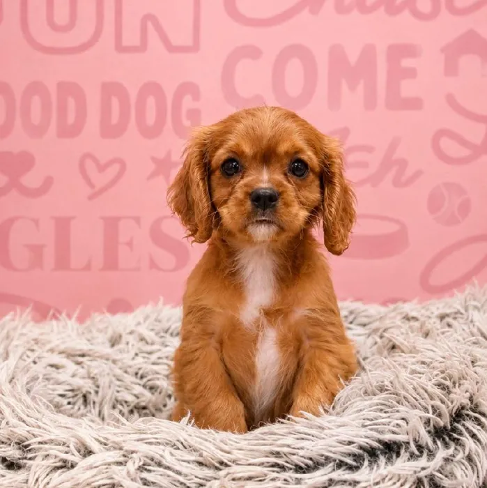 Male Cavalier King Charles Spaniel puppy named Link for sale at Waggles Greensboro.